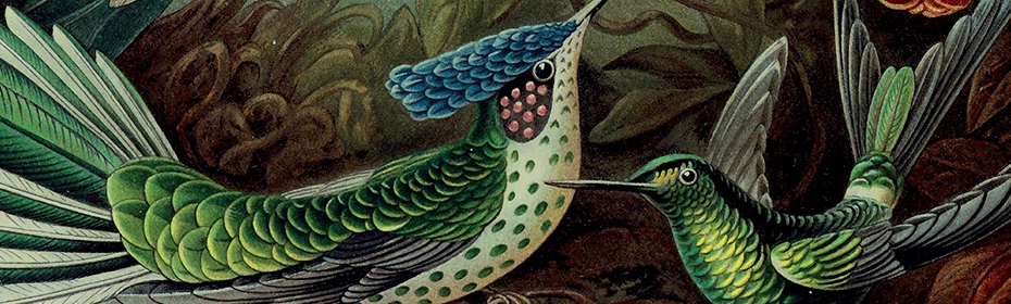 Wonders Are Collectible Lannoo Publishers